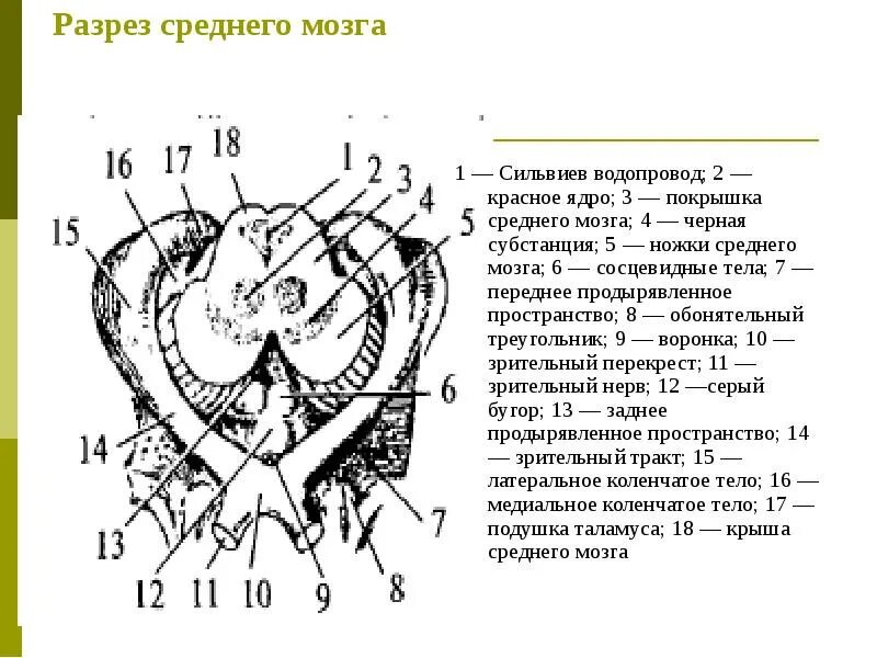 Средний мозг является частью. Средний мозг сильвиев водопровод. срез среднего мозга с ядрами. водопровод среднего мозга на разрезе. сильвиев водопровод анатомия.