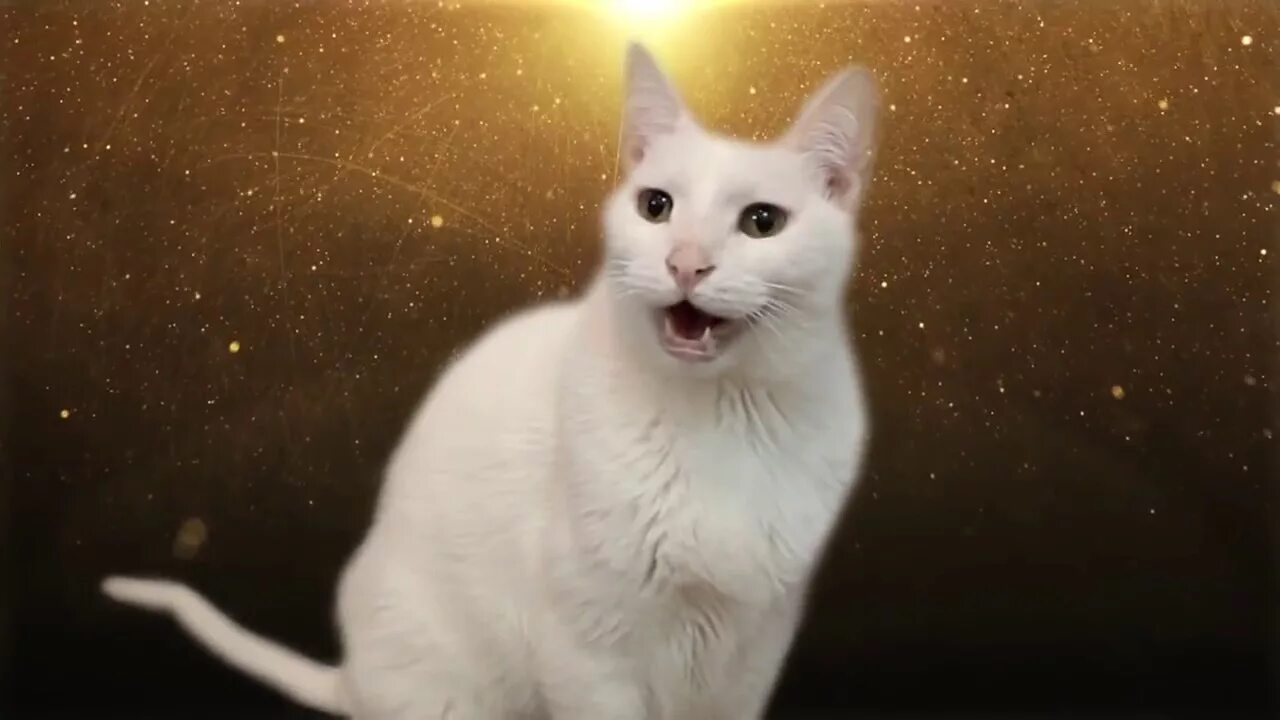 Включи кот петь. Поющие коты. Котик поет. Петы кошки белые. Милые котики поют.
