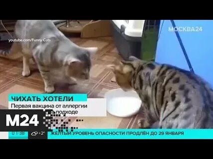 Вакцина от аллергии на кошек