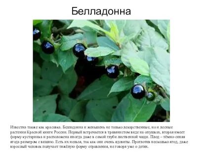 Белладонна милославская фото