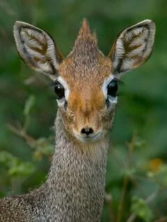 Dik-Dik-Portrait (Madoqua kirkii) photo - Cesar Fernandez photos at.