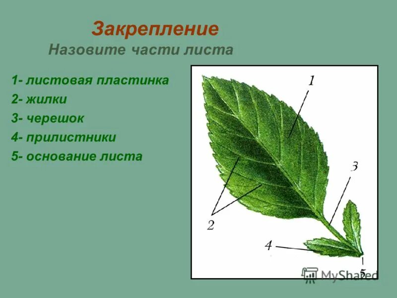 Лист листовая пластинка почка