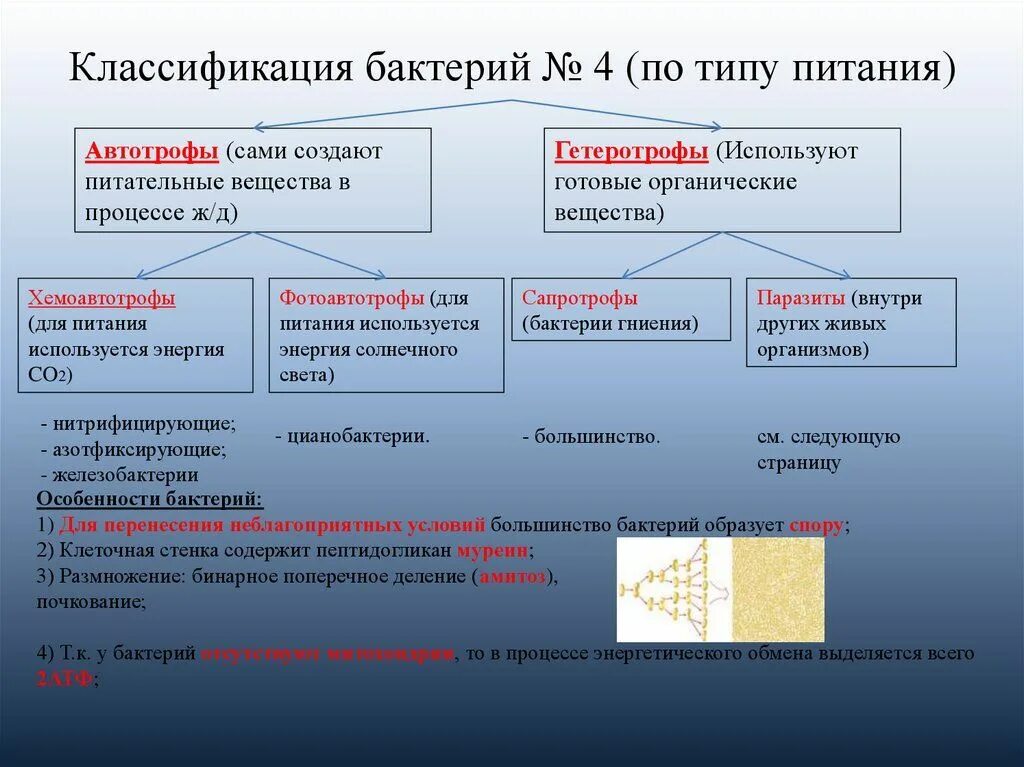 Какие внутренние различия существуют. Классификация бактерий по питанию. Классификация бактерий по типу питания. Классификация бактерий по типу. Классификация микроорганизмов по типу.