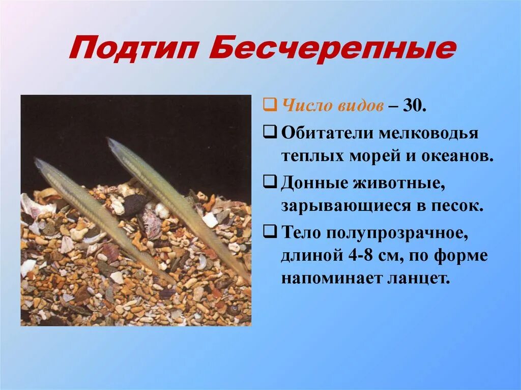 Представители типа хордовые примеры Минога полезные свойства фото