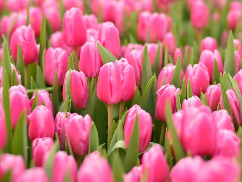 Сорт тюльпанов jumbo pink. Тюльпан jumbo pink. Тюльпан jumbo pink. Тюльпан пинк твист. Тюльпан пинк импрессион.