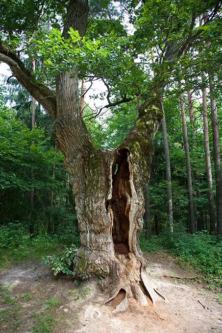 деревья, растущие в беловежской пуще. беловежская пуща дубы. беловежская пуща деревья великаны. беловежская пуща дубы. дуб отшельник.