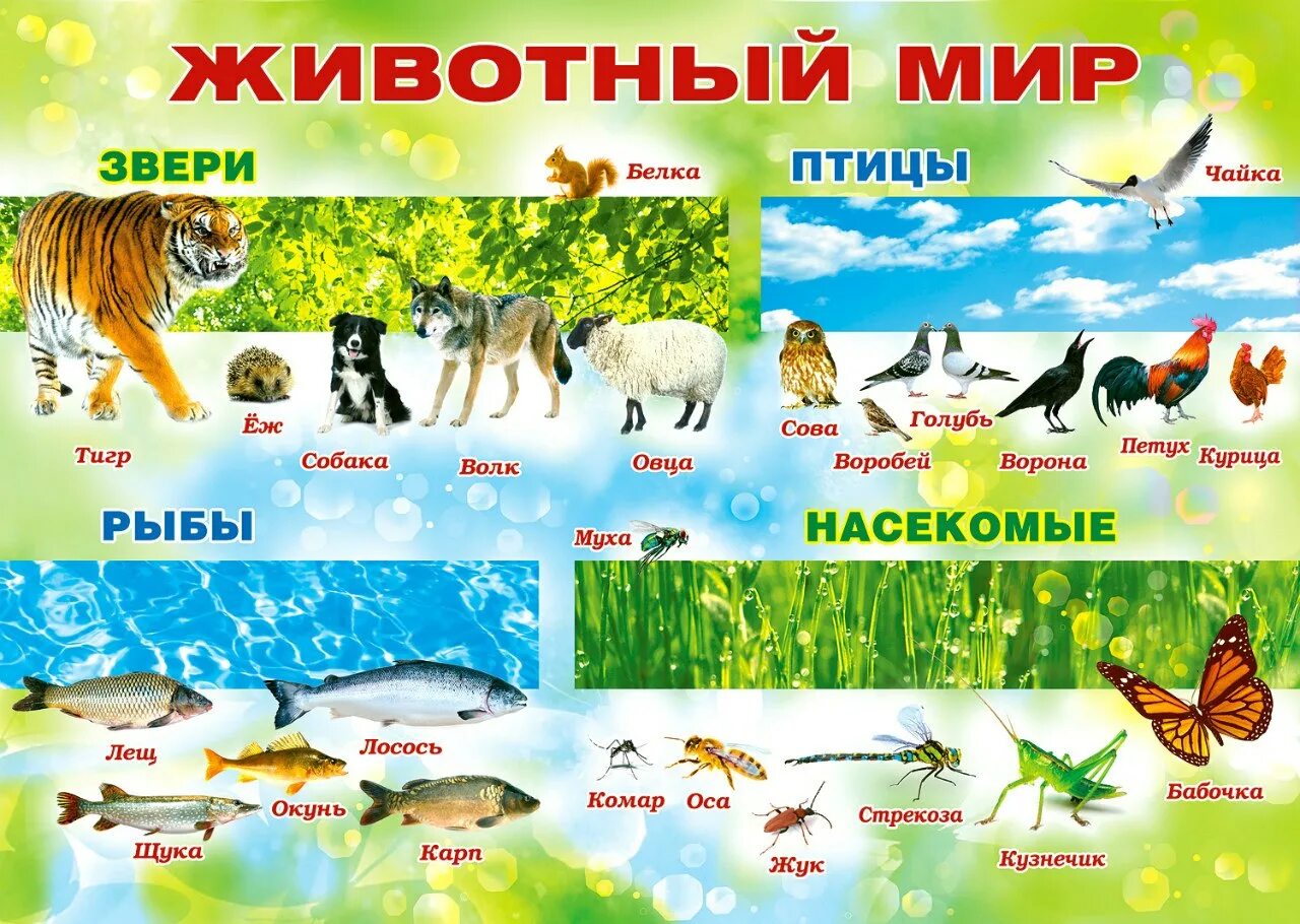 Тема недели животный мир. Животный мир для дошкольников. Тема недели в мире животных. Плакат с животными для детей.