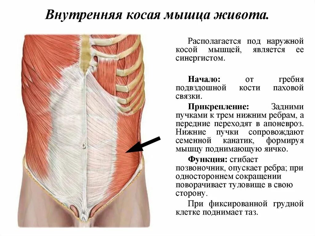 Передняя прямая мышца живота. Наружная косая мышца живота анатомия функции. Наружная косая мышца живота функции упражнения. Внутренняя косая мышца живота анатомия. Наружная косая мышца живота (m. obliquus externus abdominis).