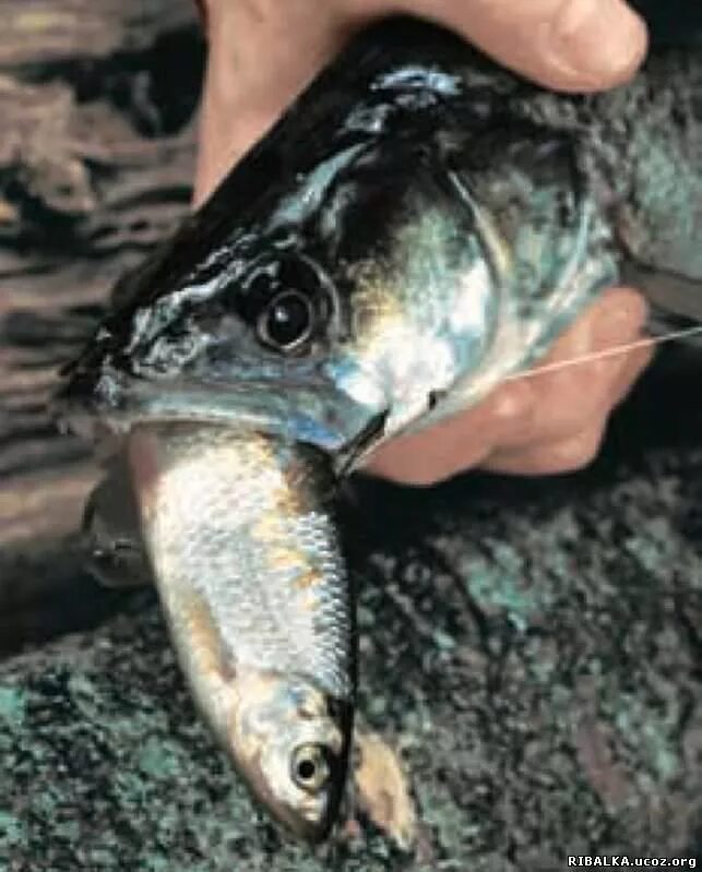 донка на судака. оснастка для рыбалки для живца. снасточка для живец на судака. судак на живца. снасточка для живец на судака.