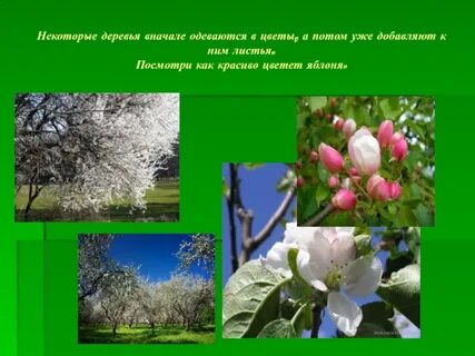 Сначала цветы потом посмотрим