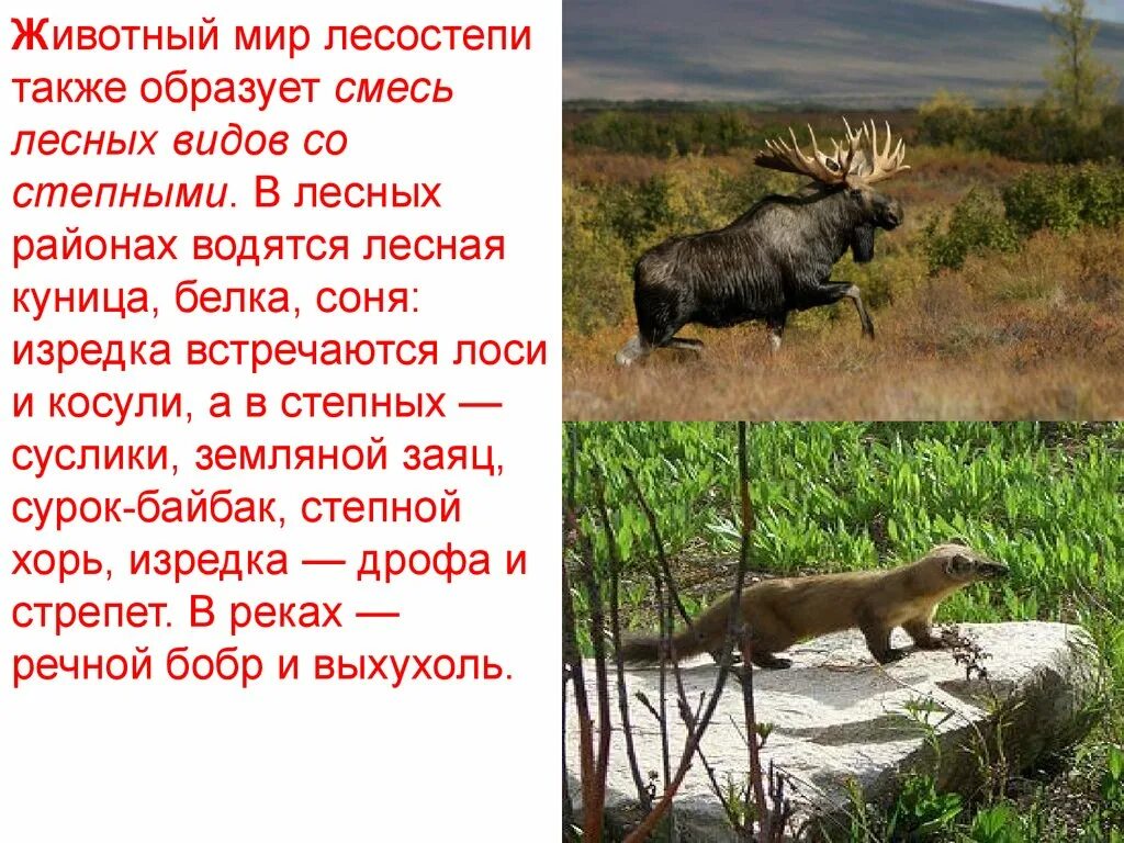 Какие животные обитают в степях и лесостепях. Животный мир лесостепи и степи. обитатели лесостепей и степей. животные обитающие в степи и лесостепи. презентация на тему лесостепи.