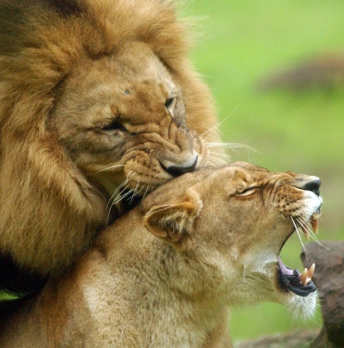 Loving lions