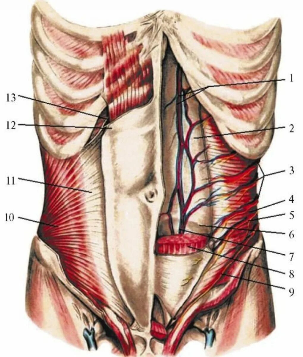 Области на поверхности живота. Переднебоковая брюшная стенка топографическая анатомия. Кровоснабжение передняя брюшная стенка топографическая анатомия. Мышцы передней брюшной стенки топографическая анатомия. Переднебоковая стенка живота мышцы.