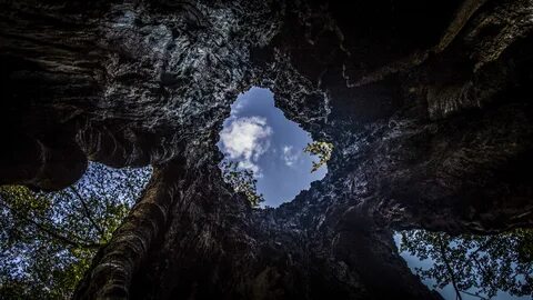 Forest hole