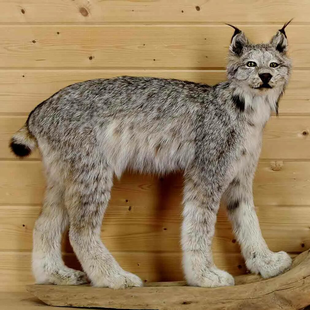 Искусственная рысь. Канадская Рысь лапы. Lynx Taxidermy. Лапки рыси. Рысь с пушистыми лапами.