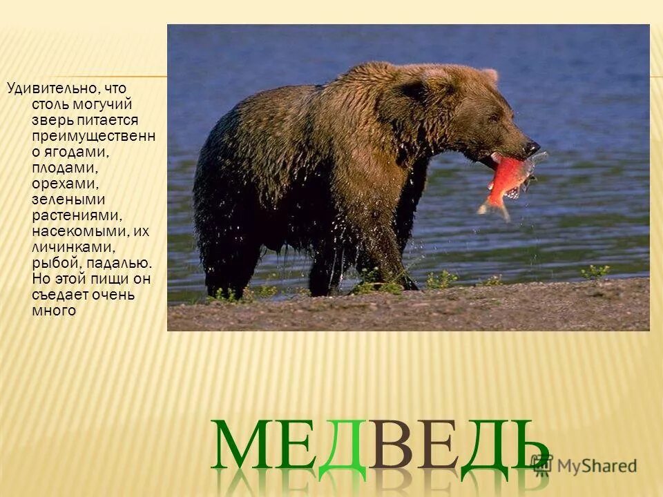 рассказ про бурого медведя. рассказ о медведе. описание медведя 1 класс. медведь презентация для детей. белые медведи живут.