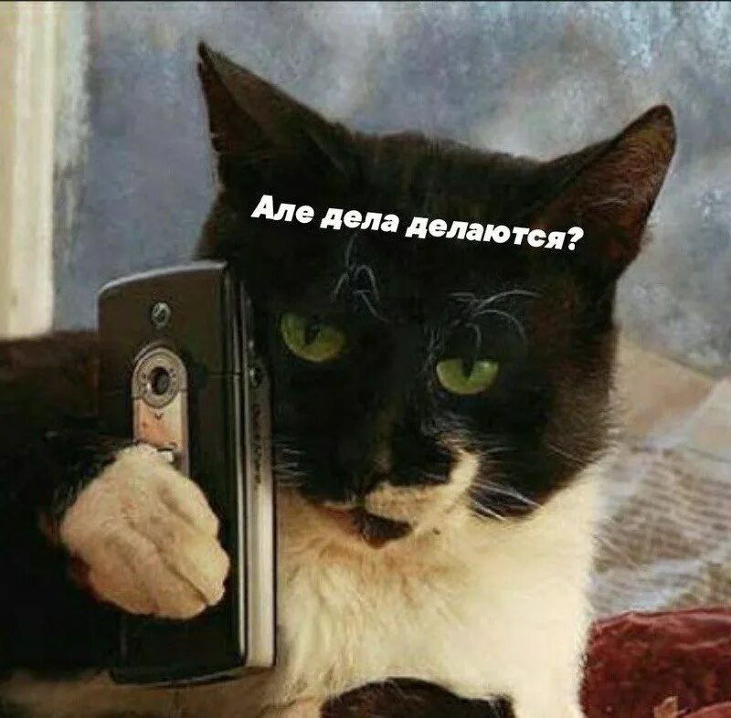 Кот говорит але. Котик с телефоном. кошечка с телефоном. кот с телефоном в руках. смешные котики с телефоном.