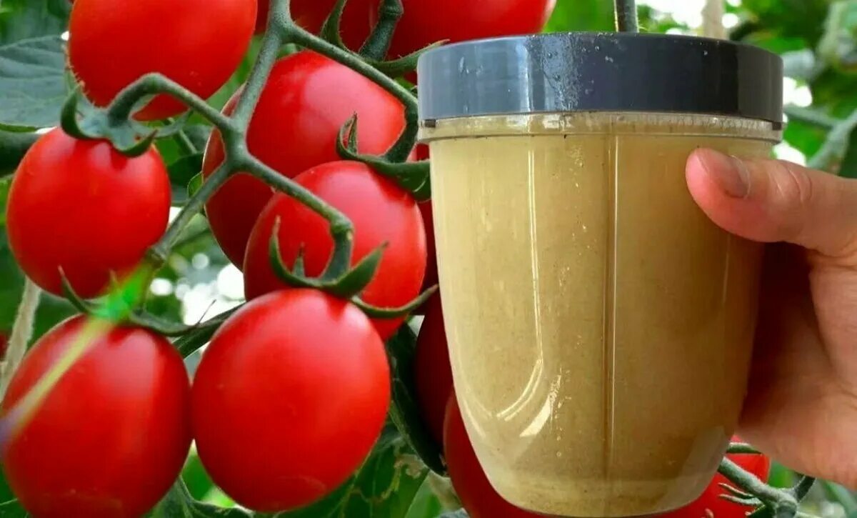 Удобрение из дрожжей для огорода. Подкормка томатов. Подкормка томатов дрожжами. Дрожжи для рассады томатов. Подкормка из дрожжей для томатов.