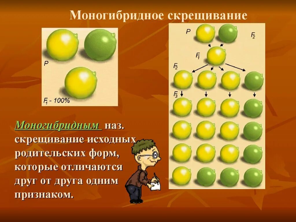 Моногибридным является скрещивание. Моногибридное скрещивание 1:1. Форма моногибридного скрещивания. Многогибрдное скрещивание. Многогрбридное скрещивание.