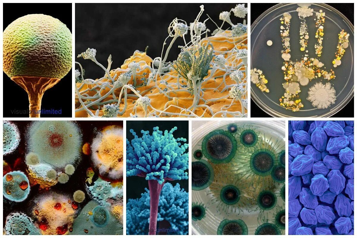 пенициллин чашка петри бактерии. Aspergillus fumigatus колония. аспергилл плесень. плесневые грибы бактерии. плесневые грибы микробиология.