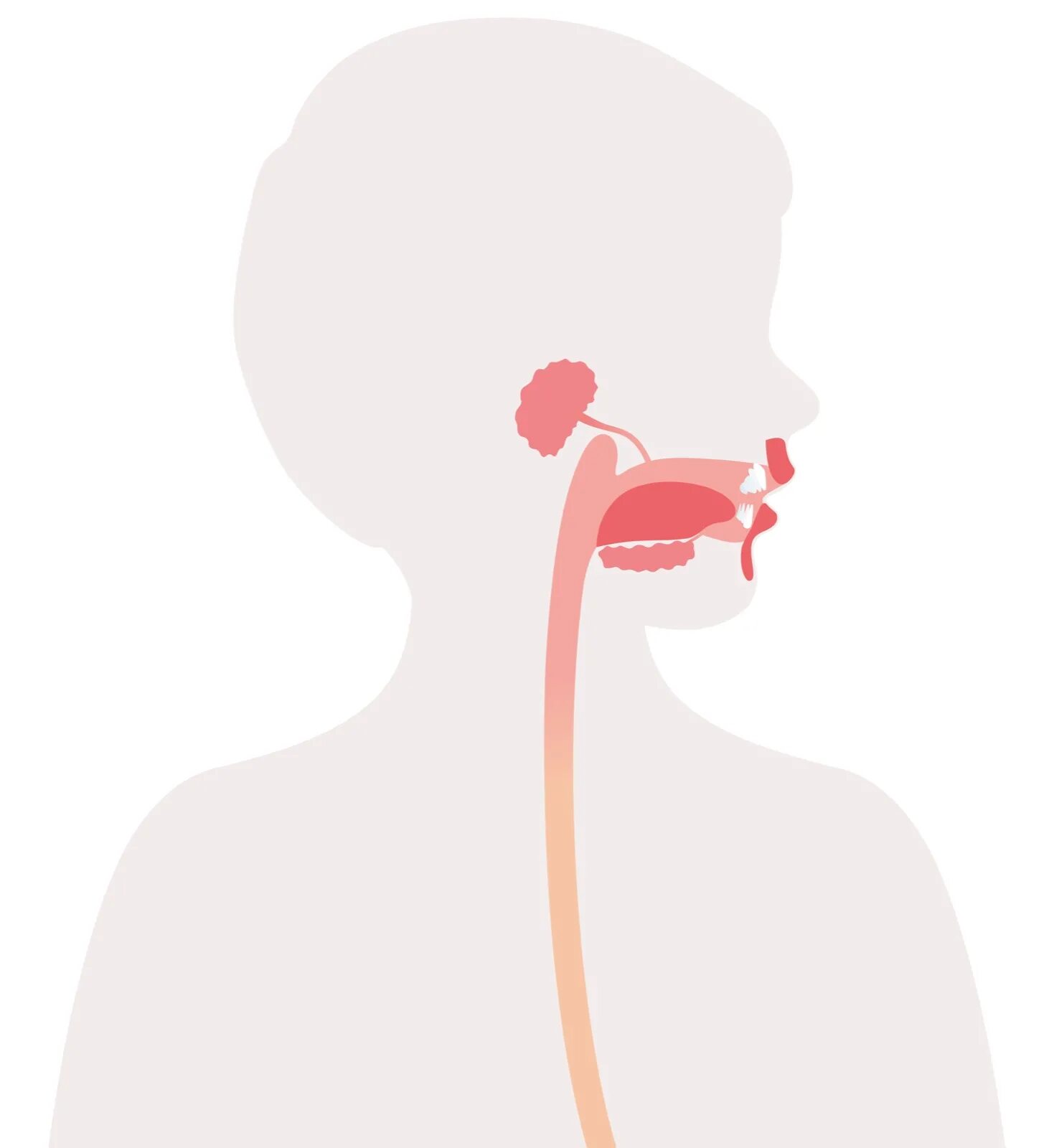 Пищевод. Пищевод рисунок. Рот и пищевод для детей.
