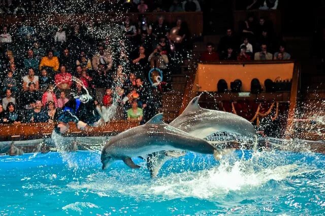 Дельфинарий набережные челны океанариум. Дельфин в цирке. Дельфинарий. Дельфины в ярославском дельфинарии. Морской котик в цирке.