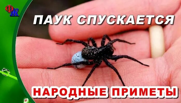 Увидеть паука примета. Паук в доме к чему примета. Паук примета. Паук в доме к чему примета. Интересные паукообразные.