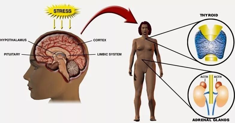 Стресс процессы в организме. Влияние стресса на организм. Влияние стресса на эндокринную систему. Стресс влияет на организм. Воздействие стресса на мозг.