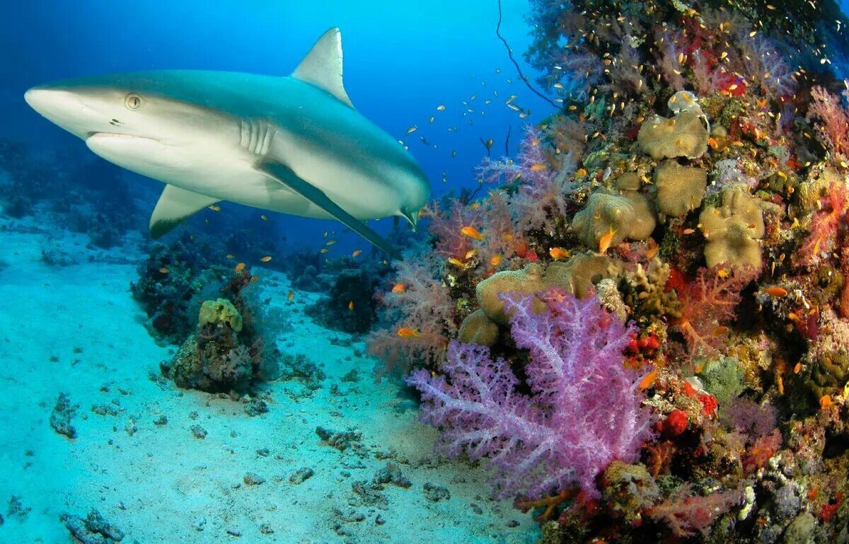 Какие животные обитают в атлантическом океане. Какие животные обитают в атлантическом океане. Морские обитатели акулы. Какие животные обитают в атлантическом океане. Океаническая рифовая акула.