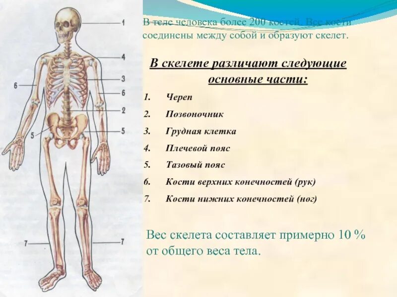 Основные части скелета человека. Вес скелета человека. Кости скелета человека образованы. В скелете различают.