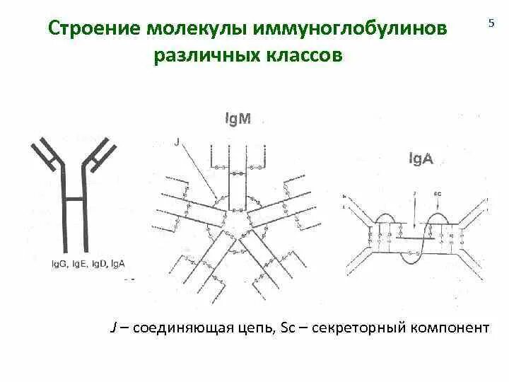 Определение иммуноглобулинов класса g. Определение иммуноглобулинов класса g
