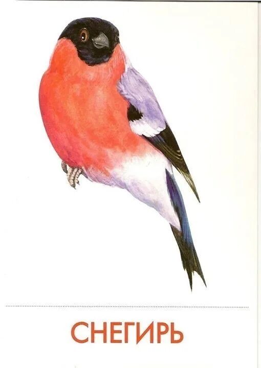 Почему снеширя как назвали. Имя снегирь. Кличка снегирей. Снегирь кочующая птица. Птицы урала снегири.