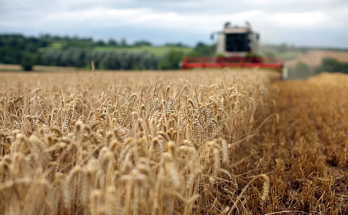 Поле урожай. Сельское хозяйство пшеница. Сбор пшеницы. Поля пшеницы сбор урожая.