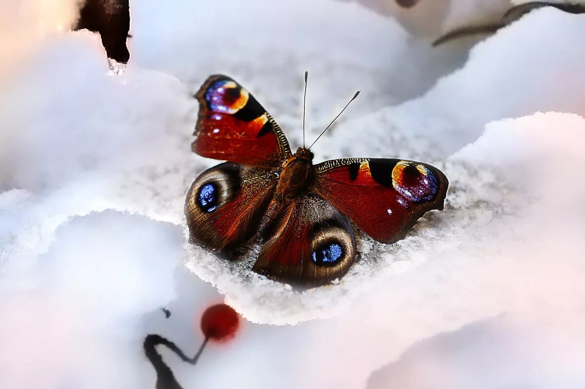 снежные бабочки