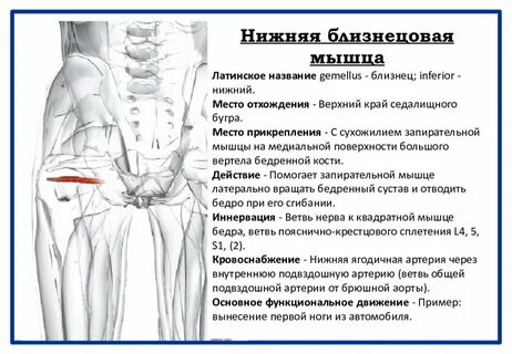 Сухожилия седалищного бугра