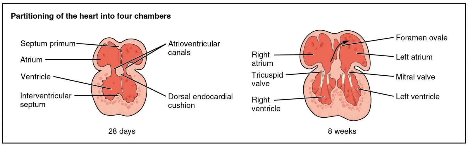 этапы формирования сердца. развитие сердечно сосудистой системы у плода. развитие сердца схема. эмбриогенез сердца у детей. развитие сердца.