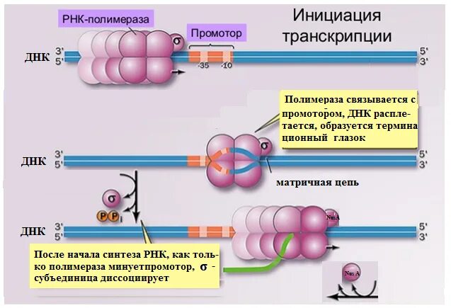 Инициация у прокариот. Транскрипция у прокариот инициация элонгация терминация. Этапы транскрипции инициация элонгация терминация. РНК полимераза терминация. Механизмы терминации транскрипции.