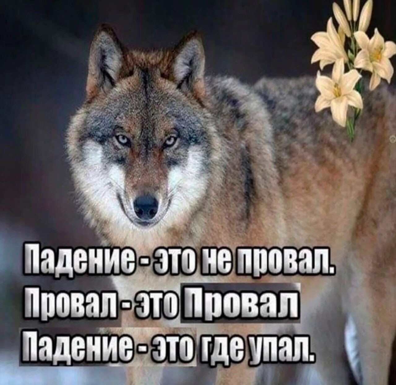 А вовка от стыда готов был провалиться. Мадина Махциева. Волк Мем. Цитаты волка. Смешные фразы про Волков.