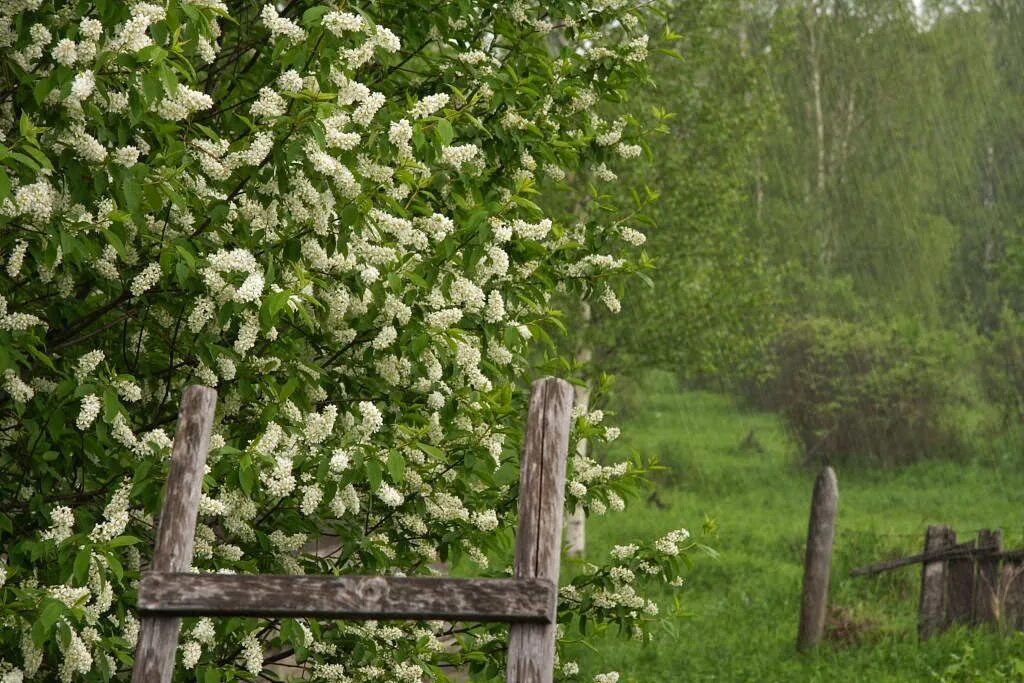 Черемуха поздняя кустарник. Черемуха куст. Весенняя гроза черемуха черемуха. Черемуха цветет в деревне.