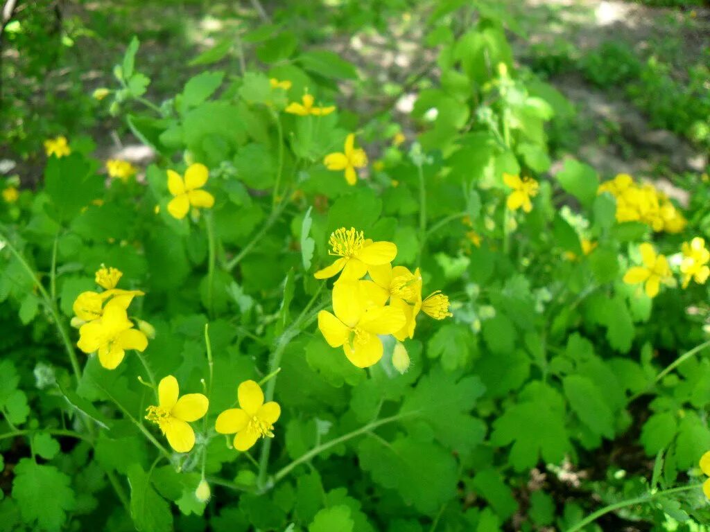 Чистотел Лесной. Chelidonium majus. Чистотел большой Chelidonium majus. Chelidonium. Хелидониум (чистотел).. Чистотел способ