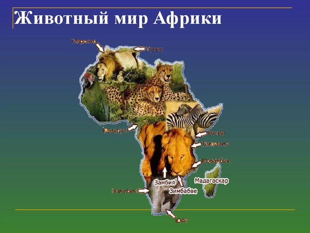 Животные африки 2 класс. Животный мир материка Африка. Животные и растения Африки. Проект Африка. Материк Африка для детей.