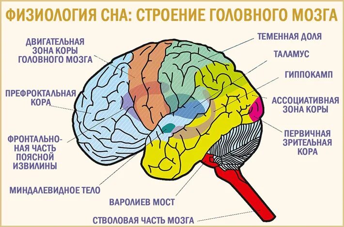 Физиологические механизмы сновидений физиология. Физиологическая структура сна. Физиологические механизмы сна и бодрствования. Физиологические механизмы сна и бодрствования физиология.