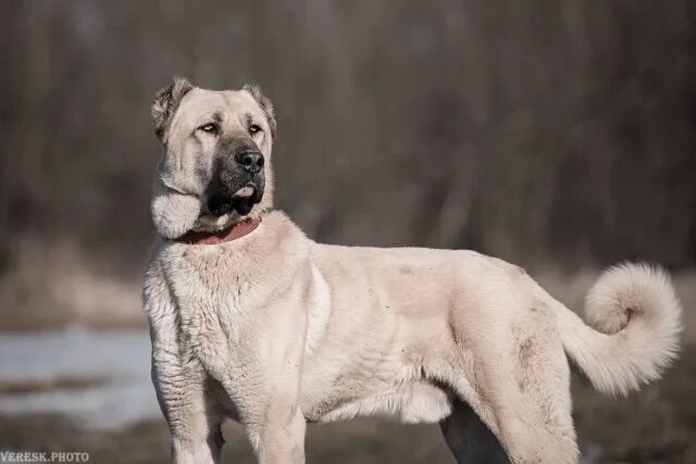 армянских гампров. армянских гампров. камбр армянский волкодав. армянских гампров. армянских гампров.