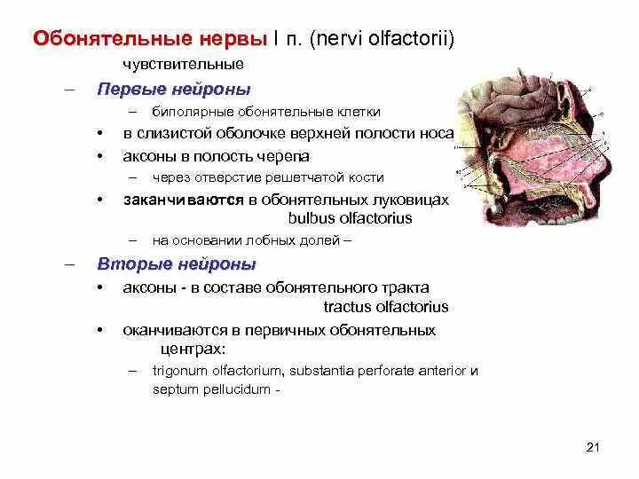 1 Пара обонятельный нерв. Обонятельный нерв функция нерва. 1. Исследование функции обонятельного нерва.. Симптомы поражения обонятельного нерва неврология. 1 нерв обонятельный