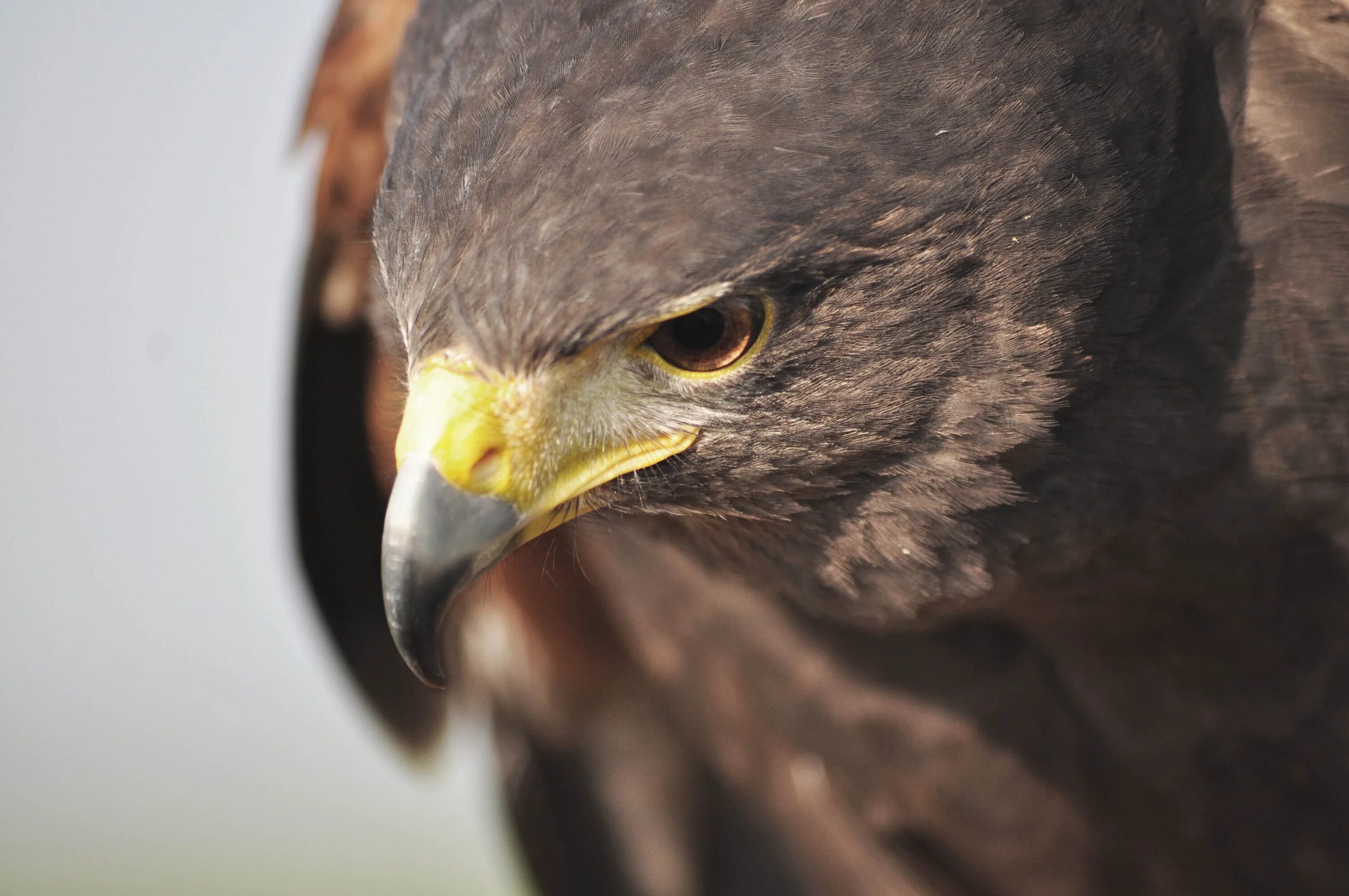 Hawk eagle