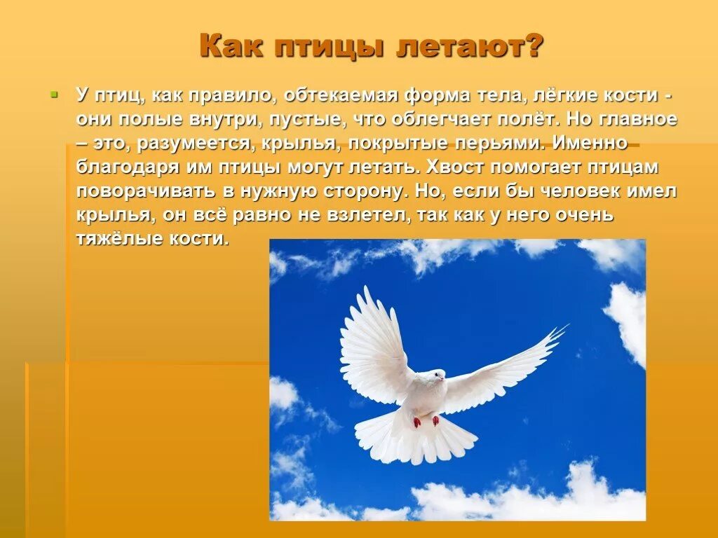 Способность птиц летать всегда привлекала человека основная. Почему птицы летают. Благодаря чему птицы летают. Как летают птицы. Посему и как пимцы летают.