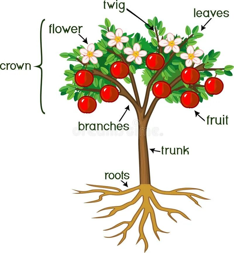 Root left