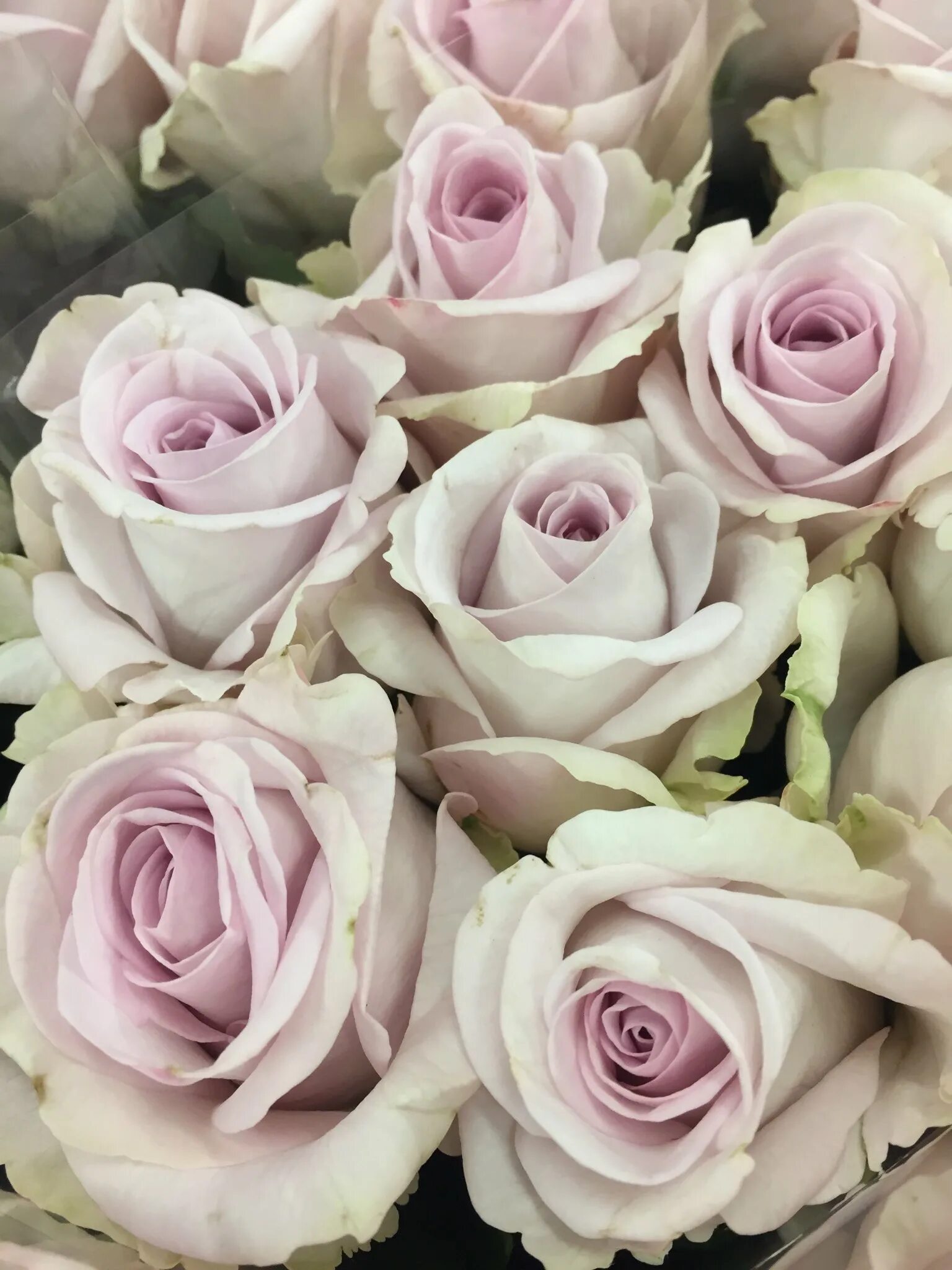 Bubble way напиток. Сорт роз баунти. Way roses. Yes way rose вино. Way roses.
