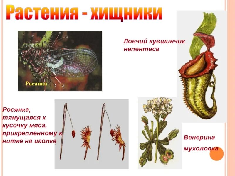 Растения разрушители