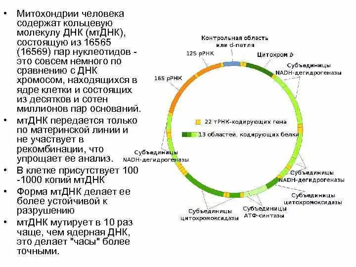 Кольцевая днк характерна для. Кольцевая ДНК строение. Клеточные структуры ДНК кольцевой формы.